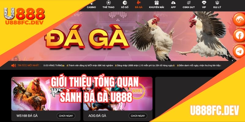 Giới thiệu tổng quan sảnh đá gà U888