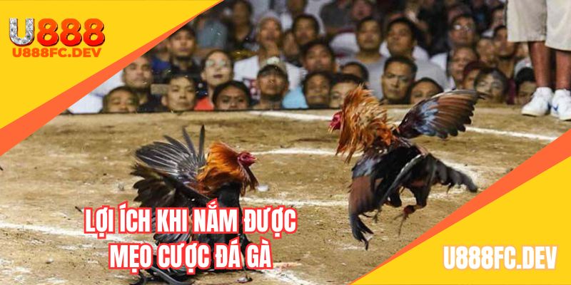 Ích lợi khi nắm được mẹo cược đá gà